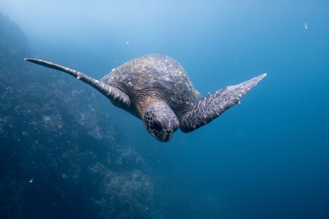 underwater photography image of a turtle swimming deep under water in the sea